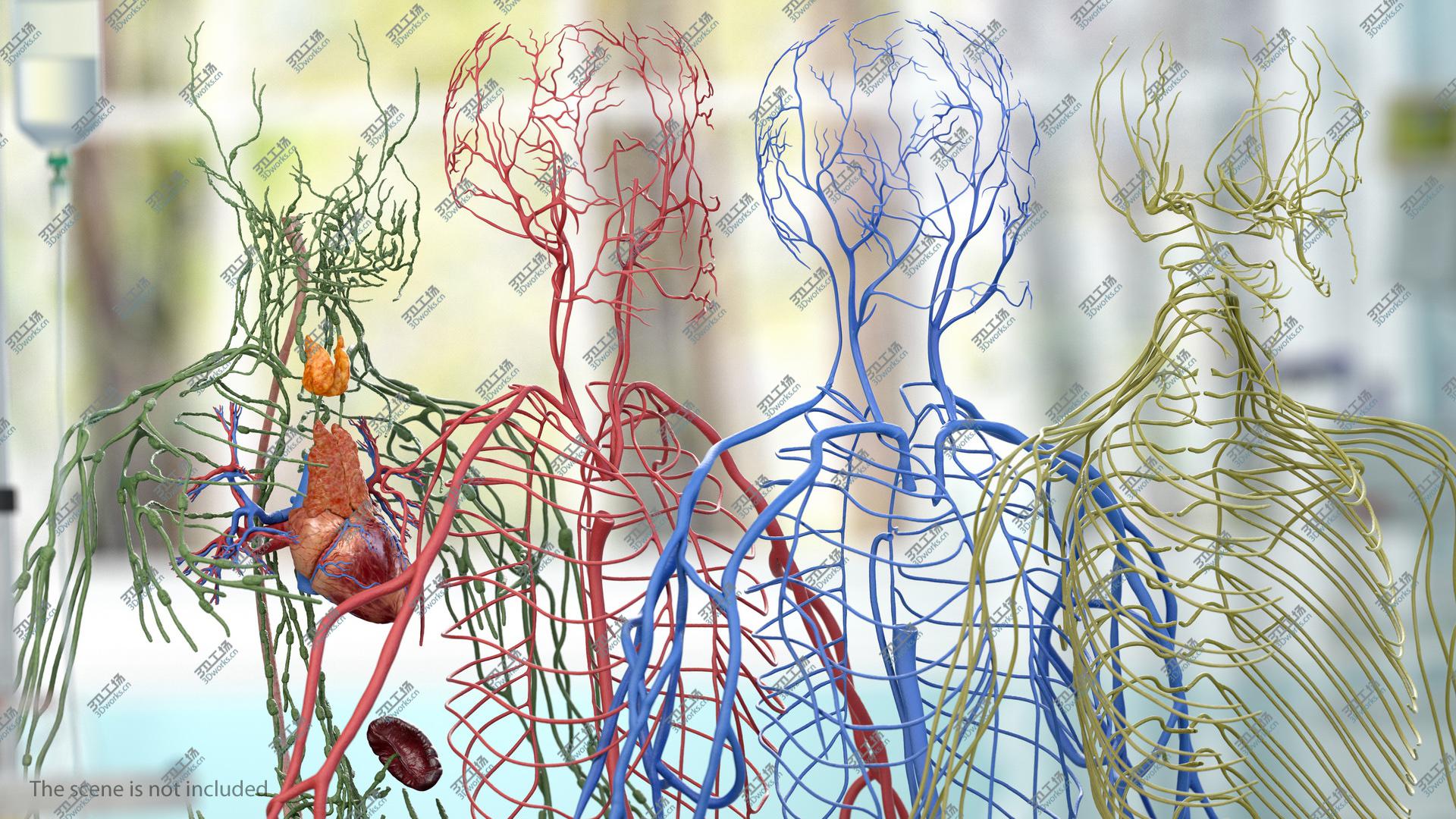 images/goods_img/20210319/Male Cardiovascular Lymphaticand and Nervous Systems 3D model/5.jpg